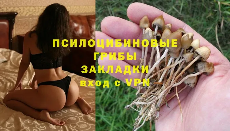 Галлюциногенные грибы MAGIC MUSHROOMS  дарнет шоп  Кизляр 